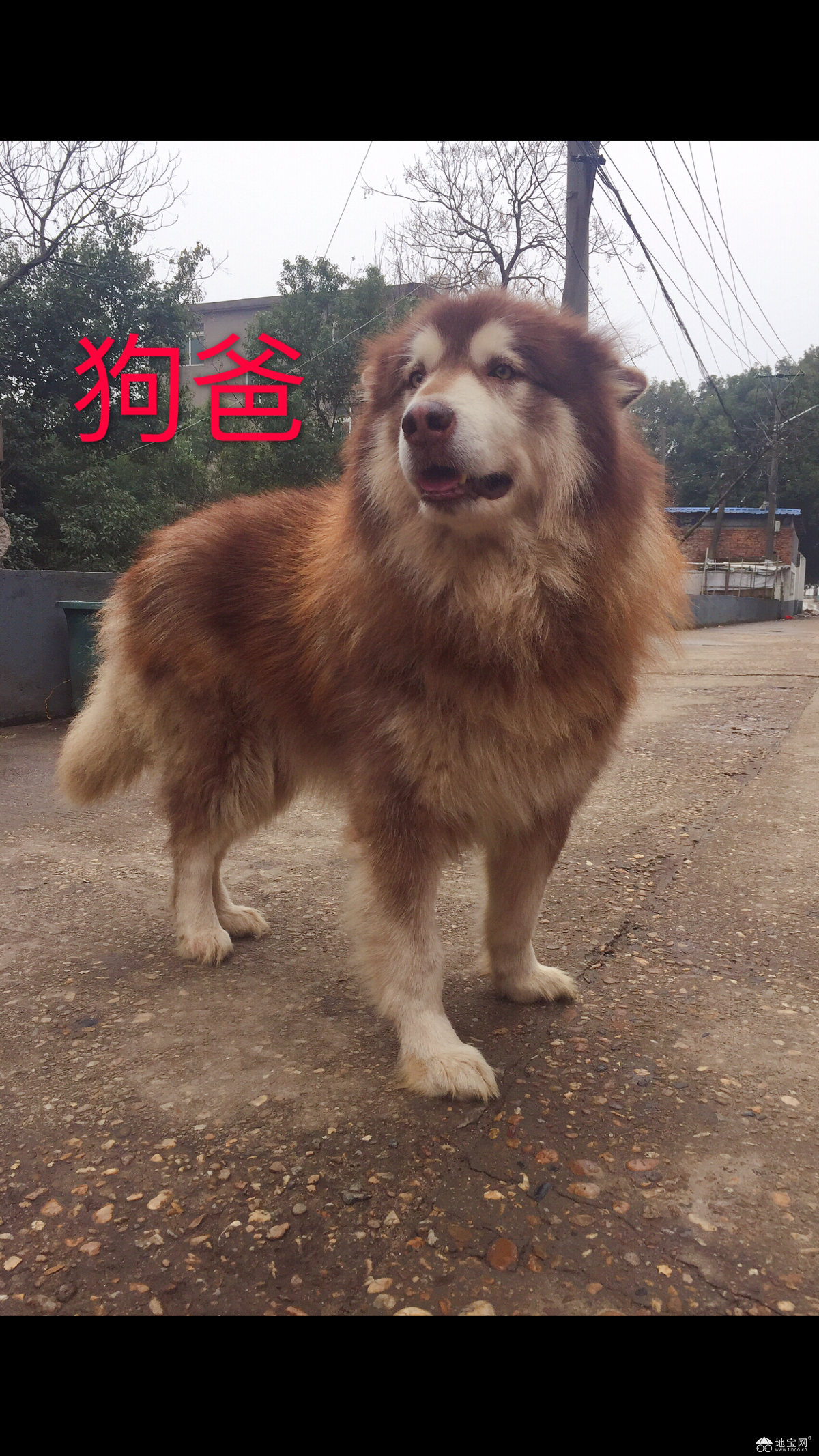 点击放大