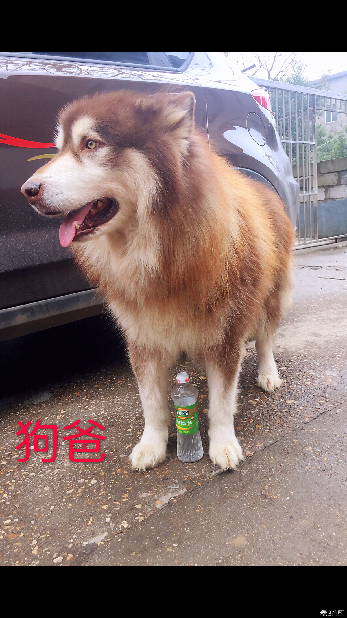 点击放大