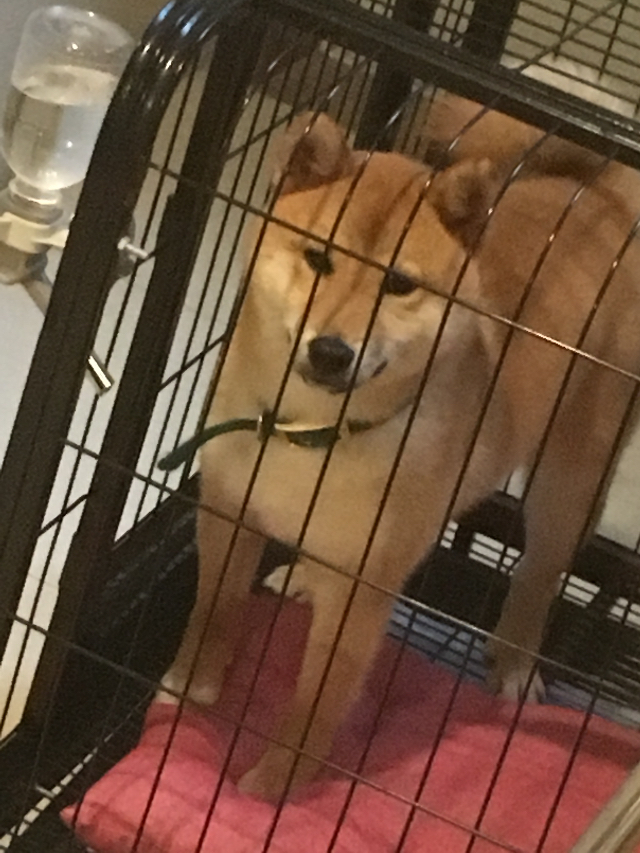 出售半岁豆柴犬