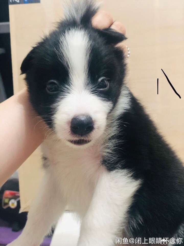 点击放大