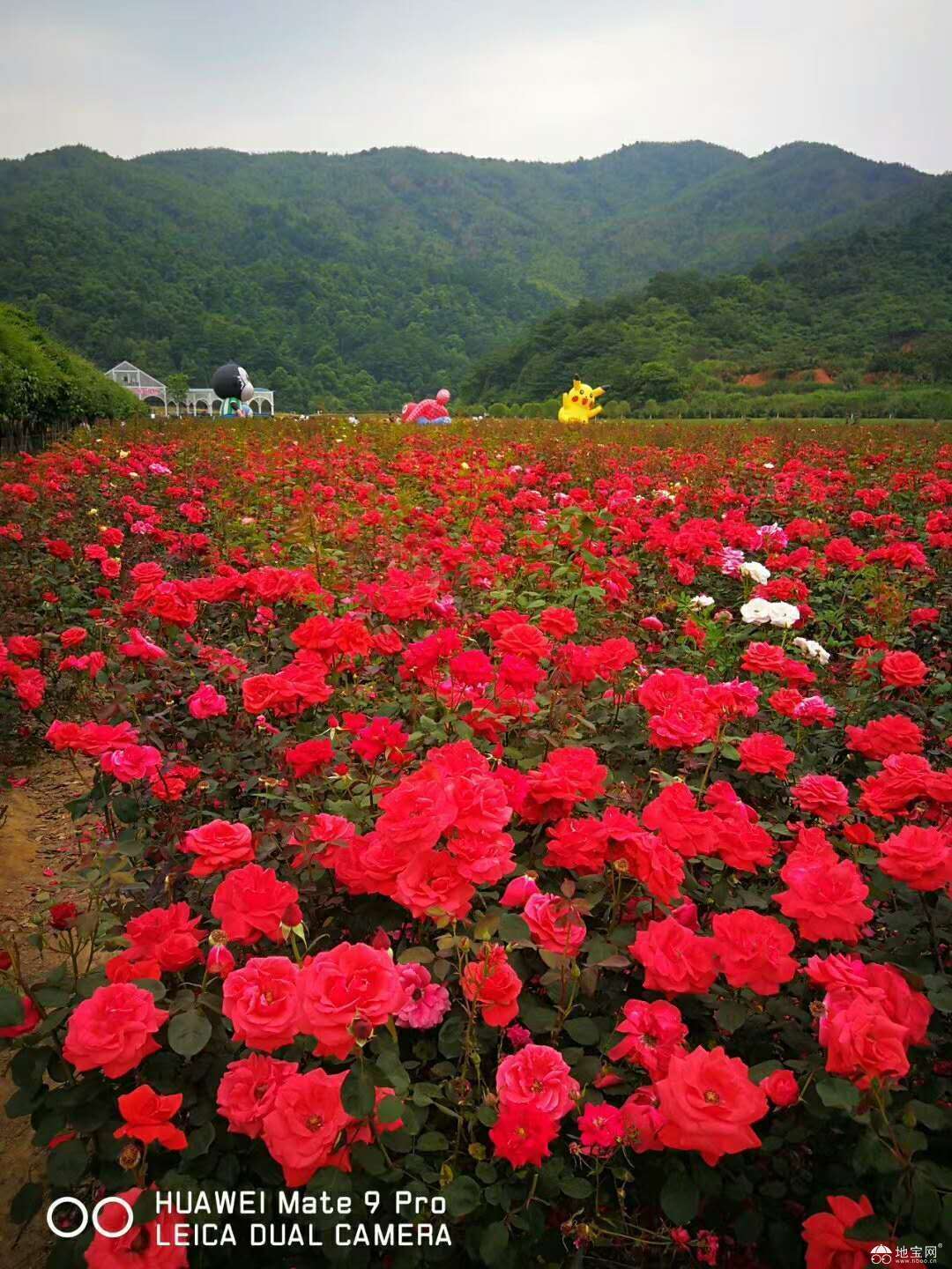 点击放大
