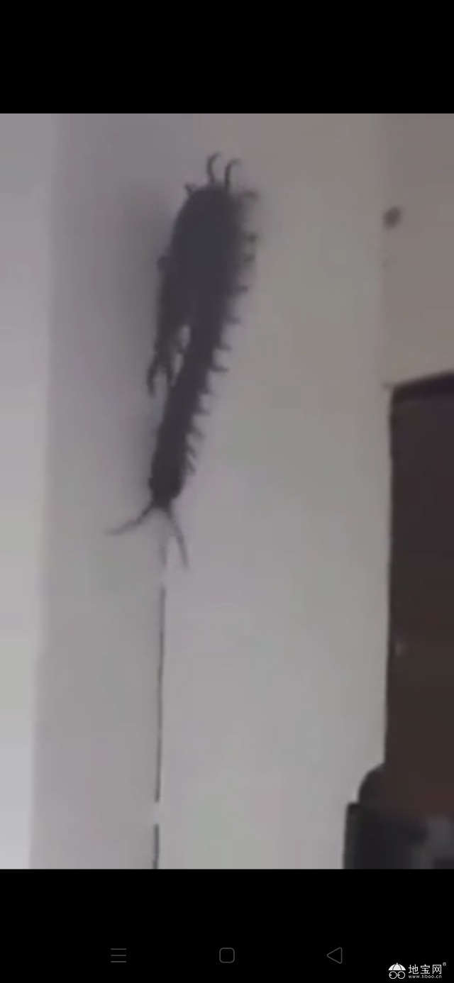 点击放大