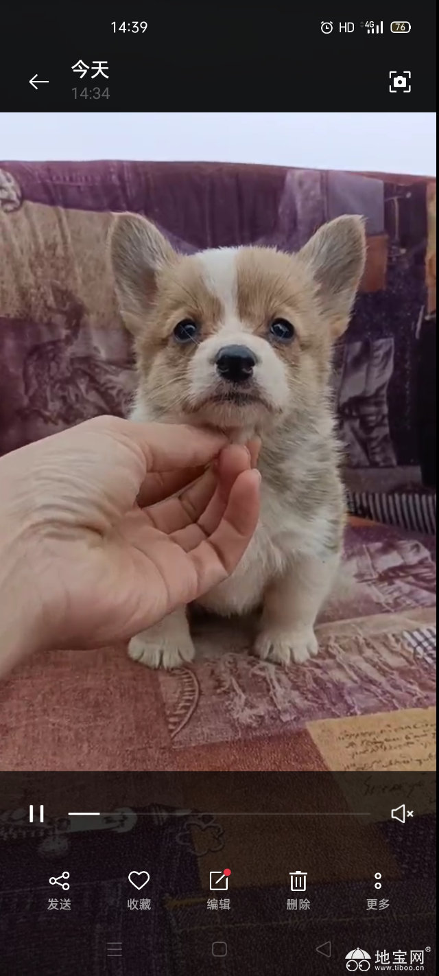 出售纯种柯基幼犬