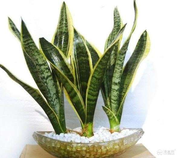 点击放大