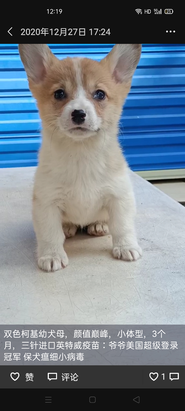 出售纯种英国柯基犬