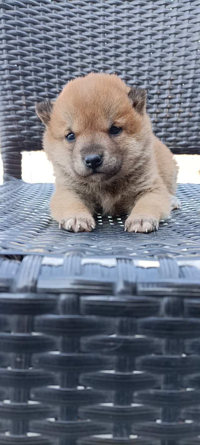 出售自家繁殖日本柴犬幼犬
