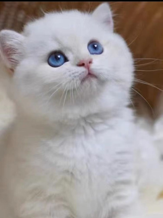 纯种银渐层蓝猫布偶幼猫活体宠物猫_1