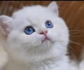 纯种银渐层蓝猫布偶幼猫活体宠物猫