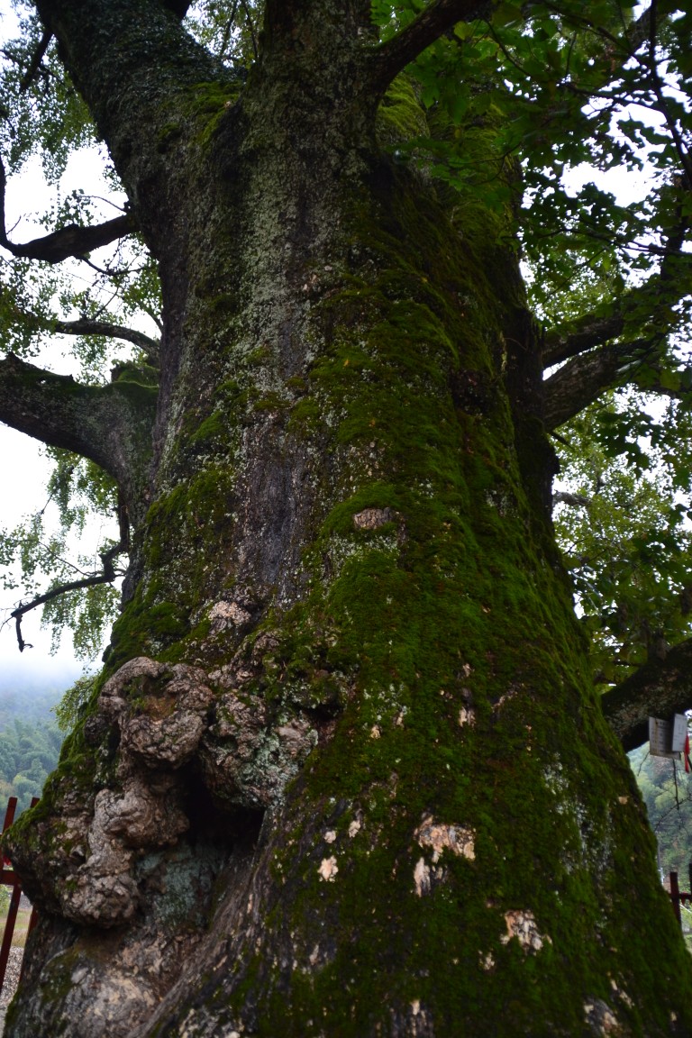 点击放大