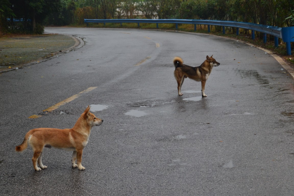 点击放大