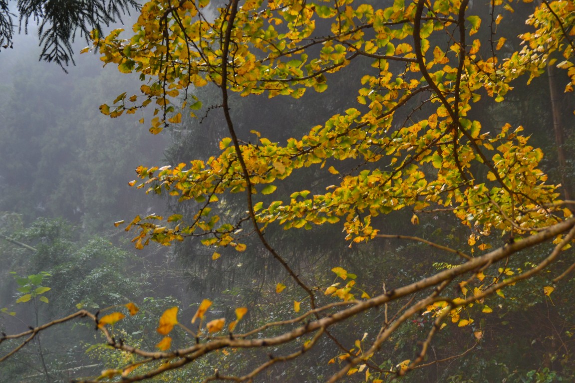 点击放大