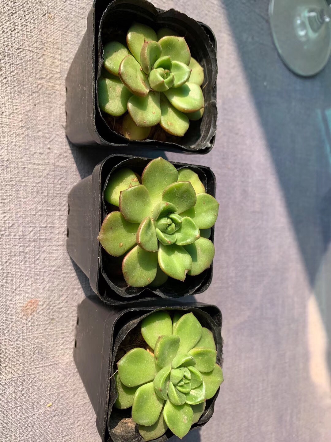 点击放大