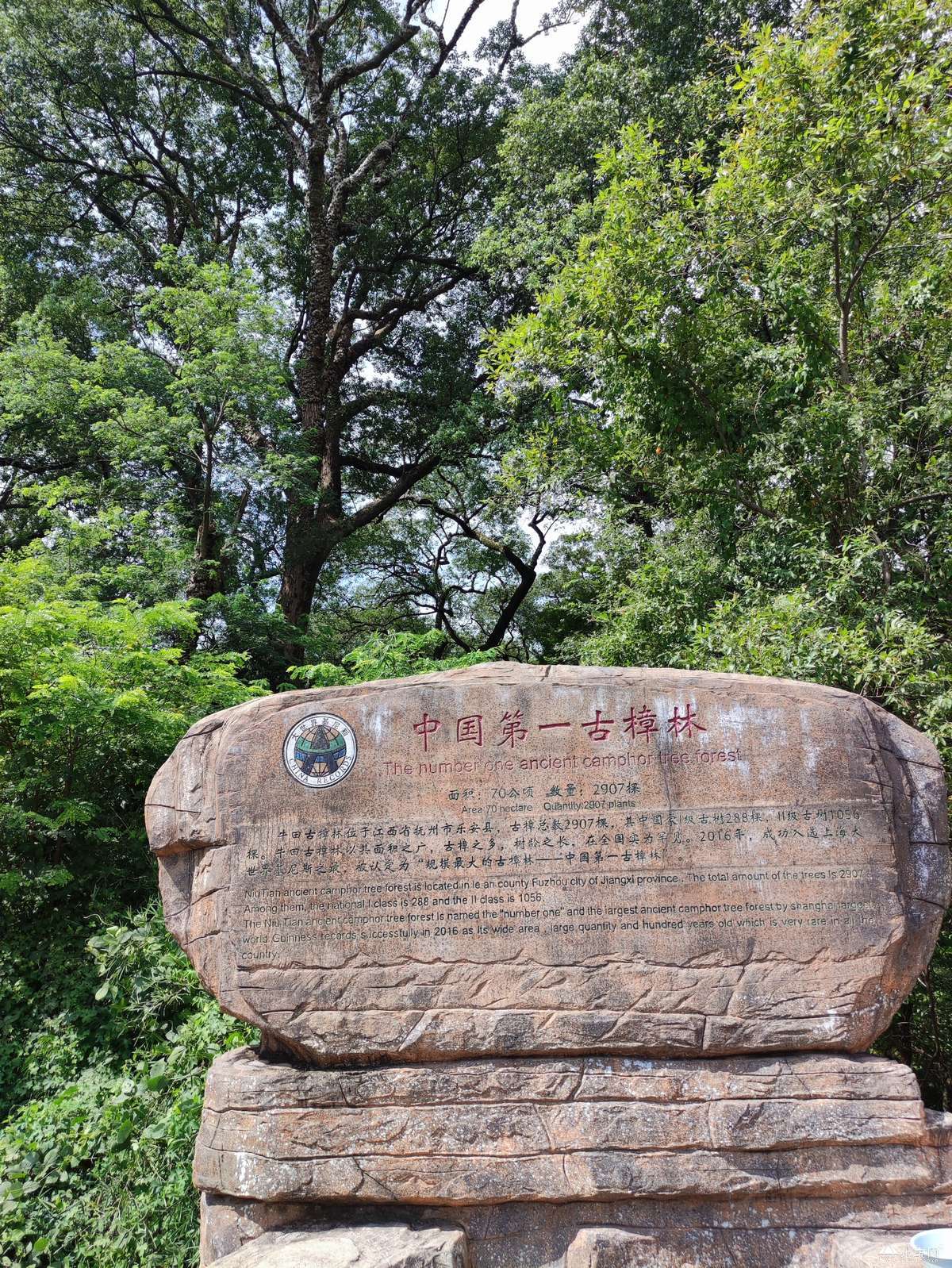 点击放大