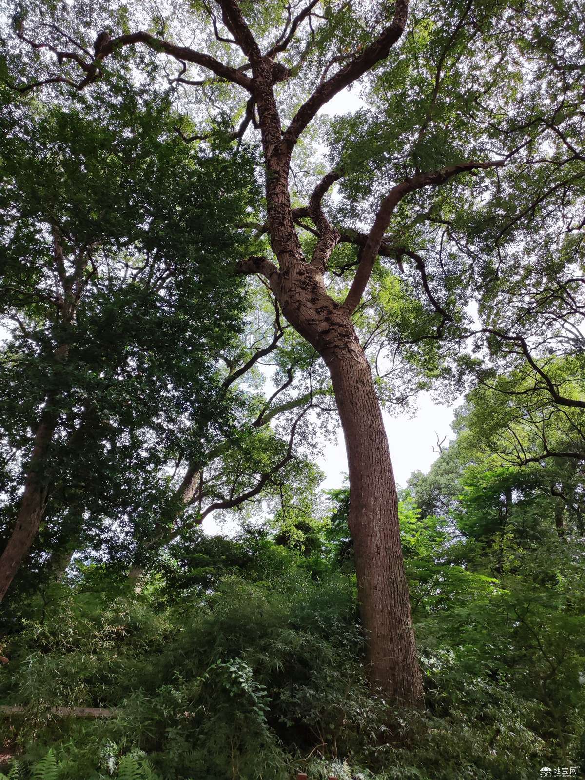 点击放大